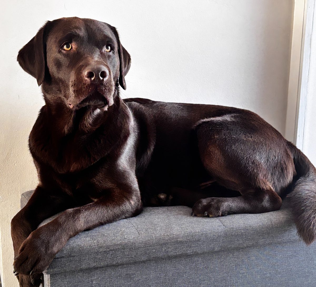Milo